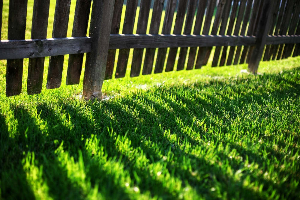 shady-areas-grass-seed-my-lawn