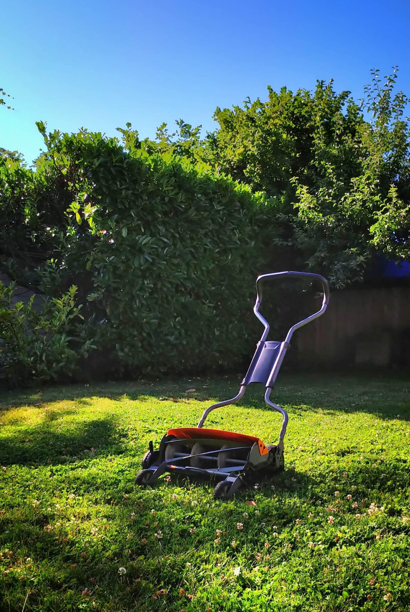 A lawn mower used over an organic lawn with bushes in the background