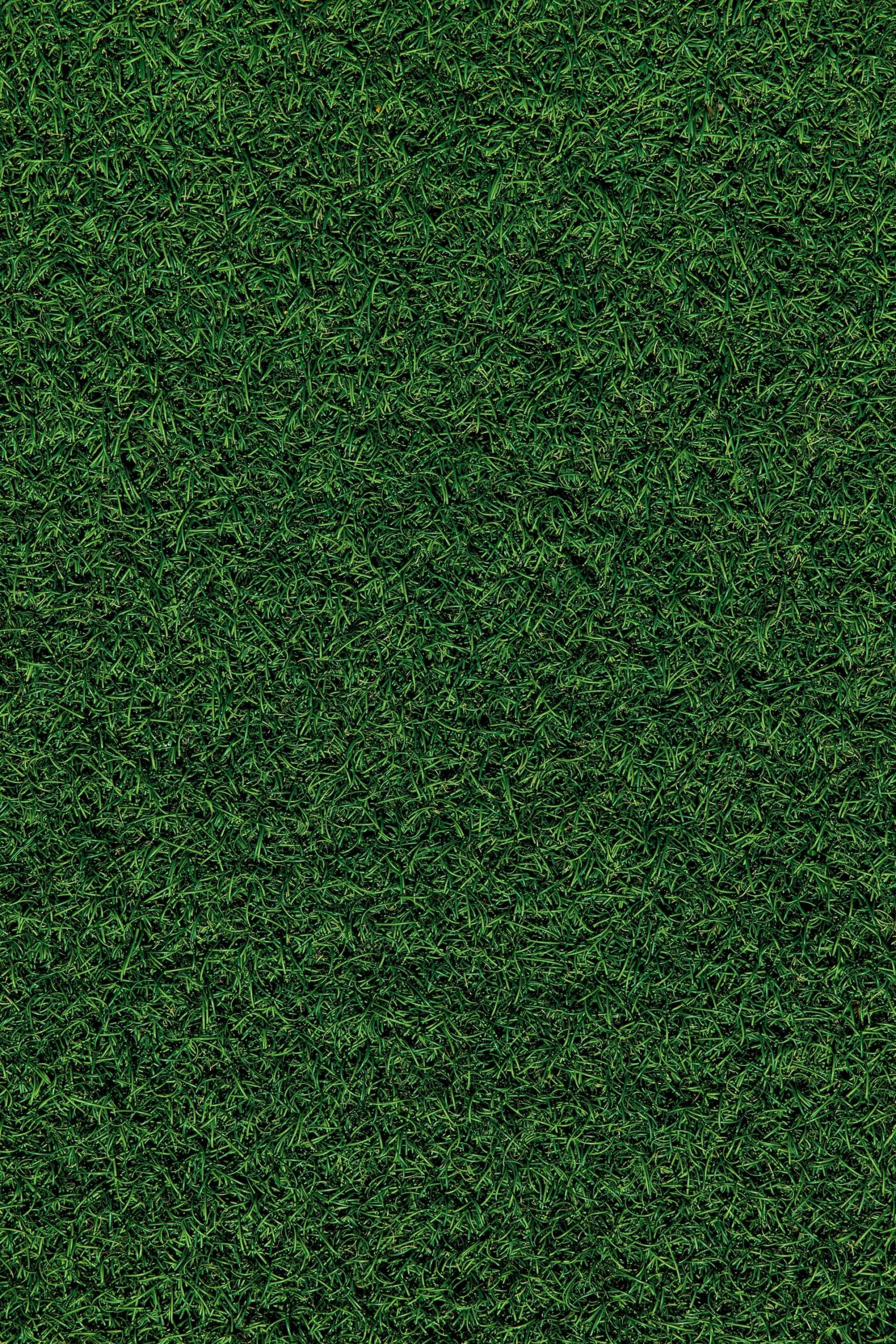 A close up of a lawn