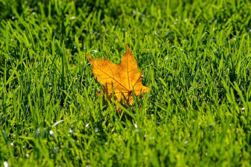 leaf on a grass